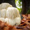 CerebriShroom<br>Resasti bradovec (Lions Mane) - Image 8